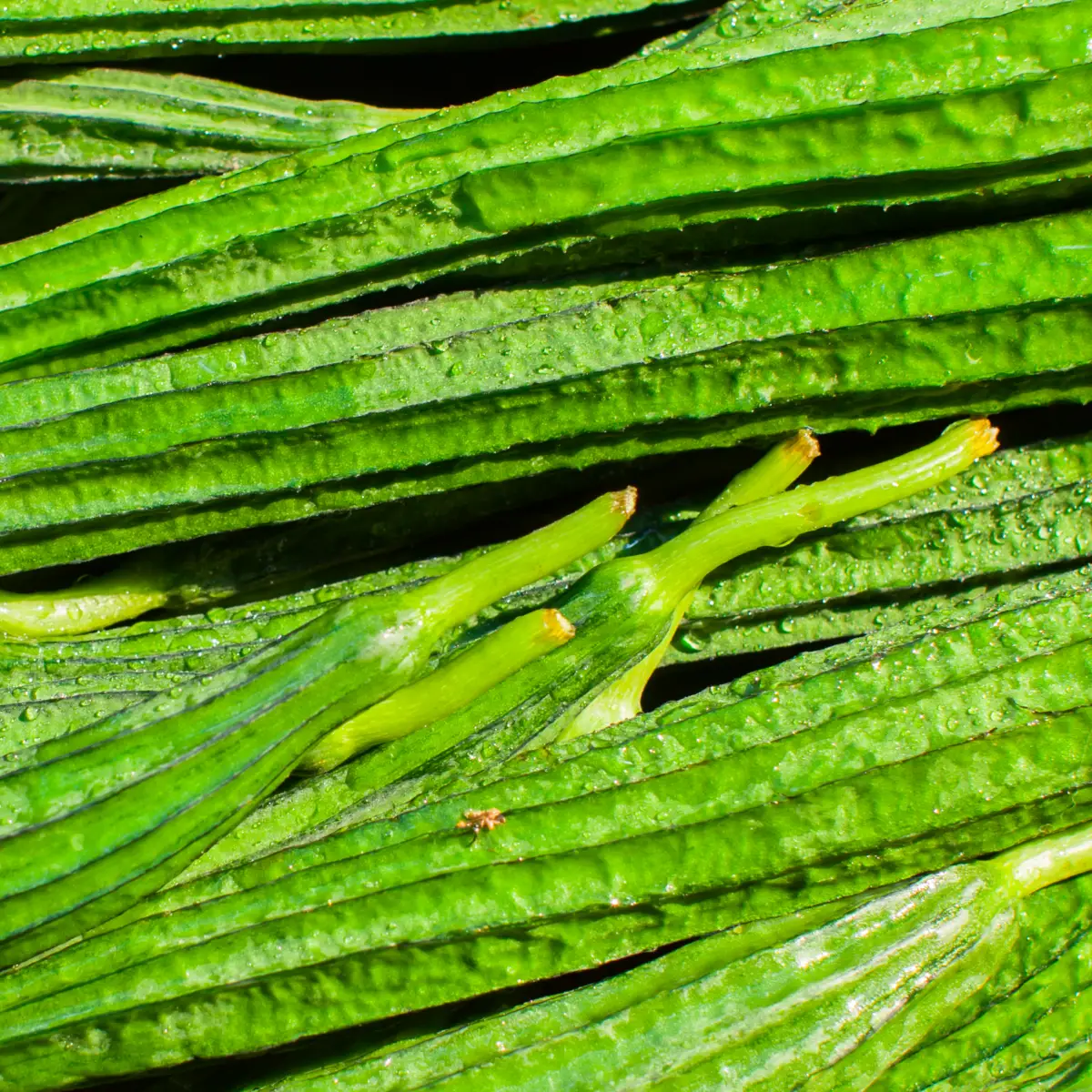 OKRA CHINA